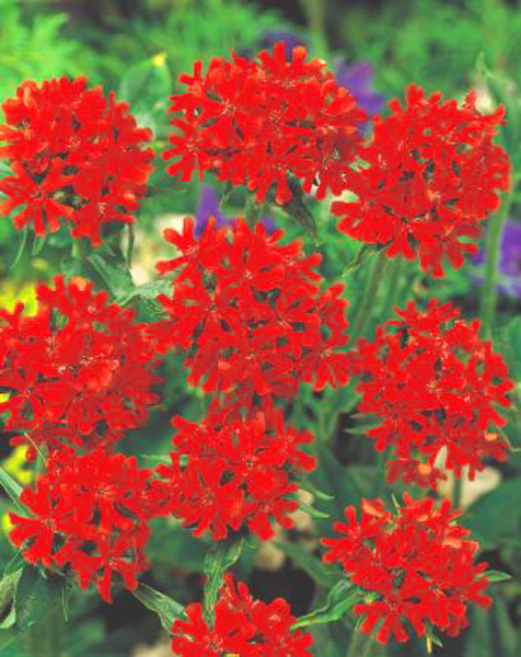 de très jolis tapis de fleurs rouge vermillon du printemps à l