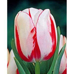 Bulbe tulipe Achat / Vente Bulbe tulipe pas cher