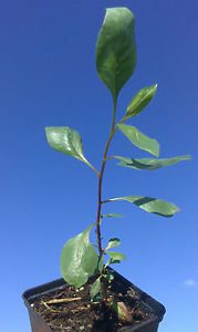 ) arbre pistacia vera semis plantes evergreen arbre fruitier