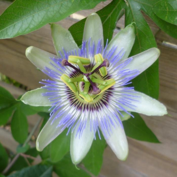Passiflora caerulea Passiflore grimpante bleue Fleur de la passion