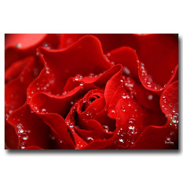 Tableau Fleur Rose Rouge Perle Achat / Vente tableau toile Toile