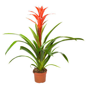 Lingulata en pot 9cm plantes exotiques d 039 interieur mur vegetal