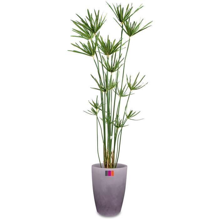 Papyrus 180cm plante artificielle extérieur Achat / Vente fleur