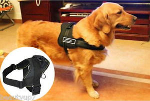 Sports Dog Harness Set Nylon PADDED Adjust Working Trainning Pitbull