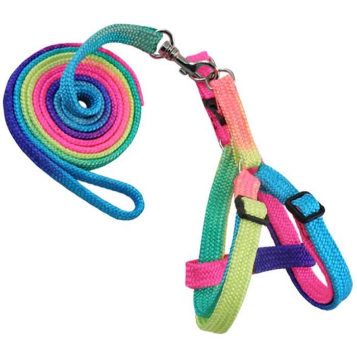 Colorful corde harnais laisse chien chaîne chaîne pour animaux de