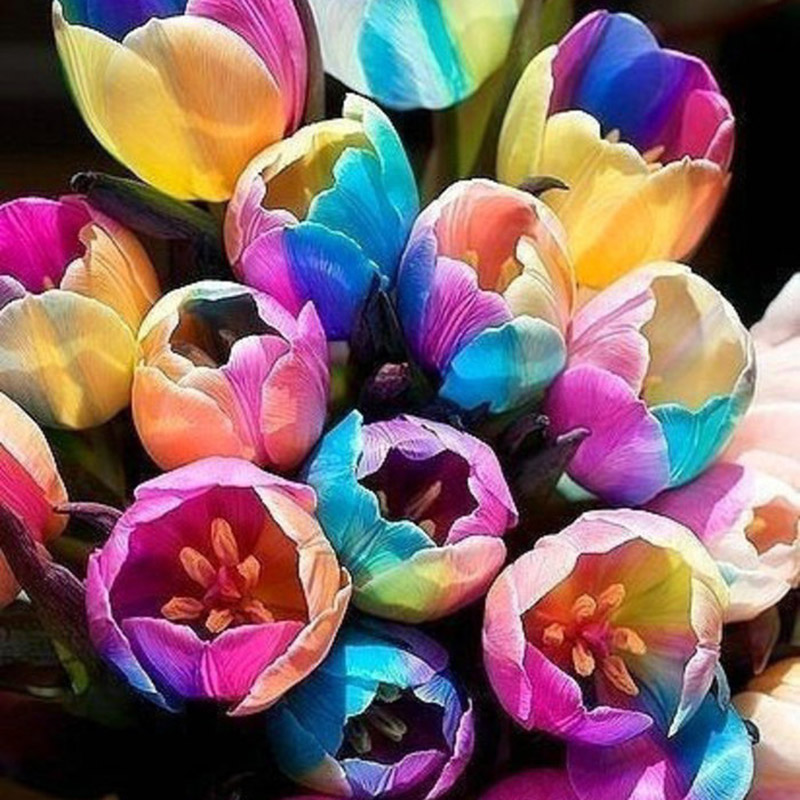 pcs monde rare Coloré Arc en Bulbes de tulipes la plus belle fleur