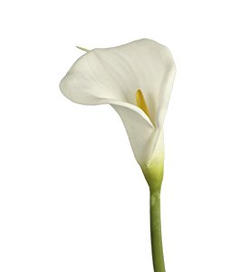 Bellafiora 01AMAZ043314 Fleurs Artificielles Très Grand Arum Blanc 90